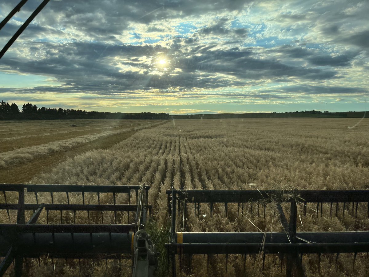 Walkerfarm306's tweet photo. #landofthelivingskies #NWSask #oats https://t.co/UAYrKs51zx
