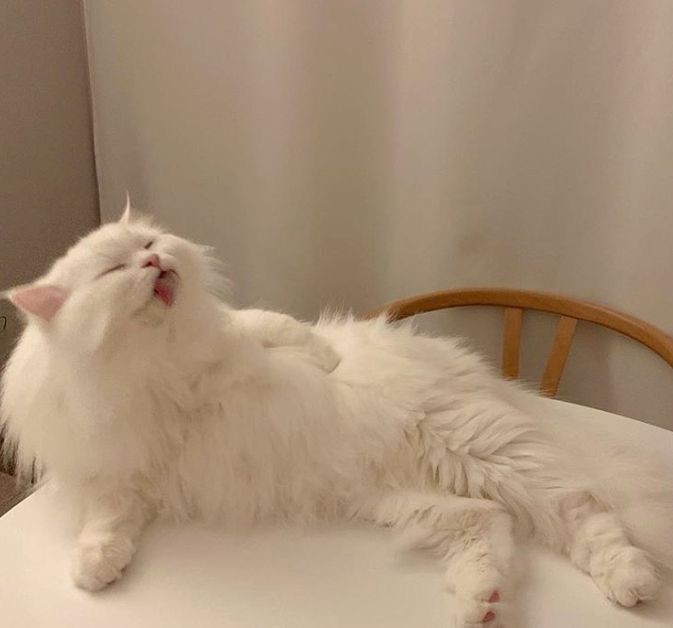 haeflmz's tweet photo. cute litol cat to end the thread. https://t.co/Eu8QX68tAQ