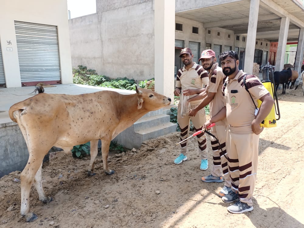msnimal07's tweet photo. #lumpyskindisease  संत डॉ @Gurmeetramrahim की प्रेरणा से ब्लॉक राजगढ़ ( चूरू) राजस्थान की साध संगत द्वारा लम्पी से गर्सित गायों की औषधीय उपचार और कई अन्य तरीकों से गायों की सेवा की ।
#DeraSachaSauda https://t.co/8CaKztE9lD