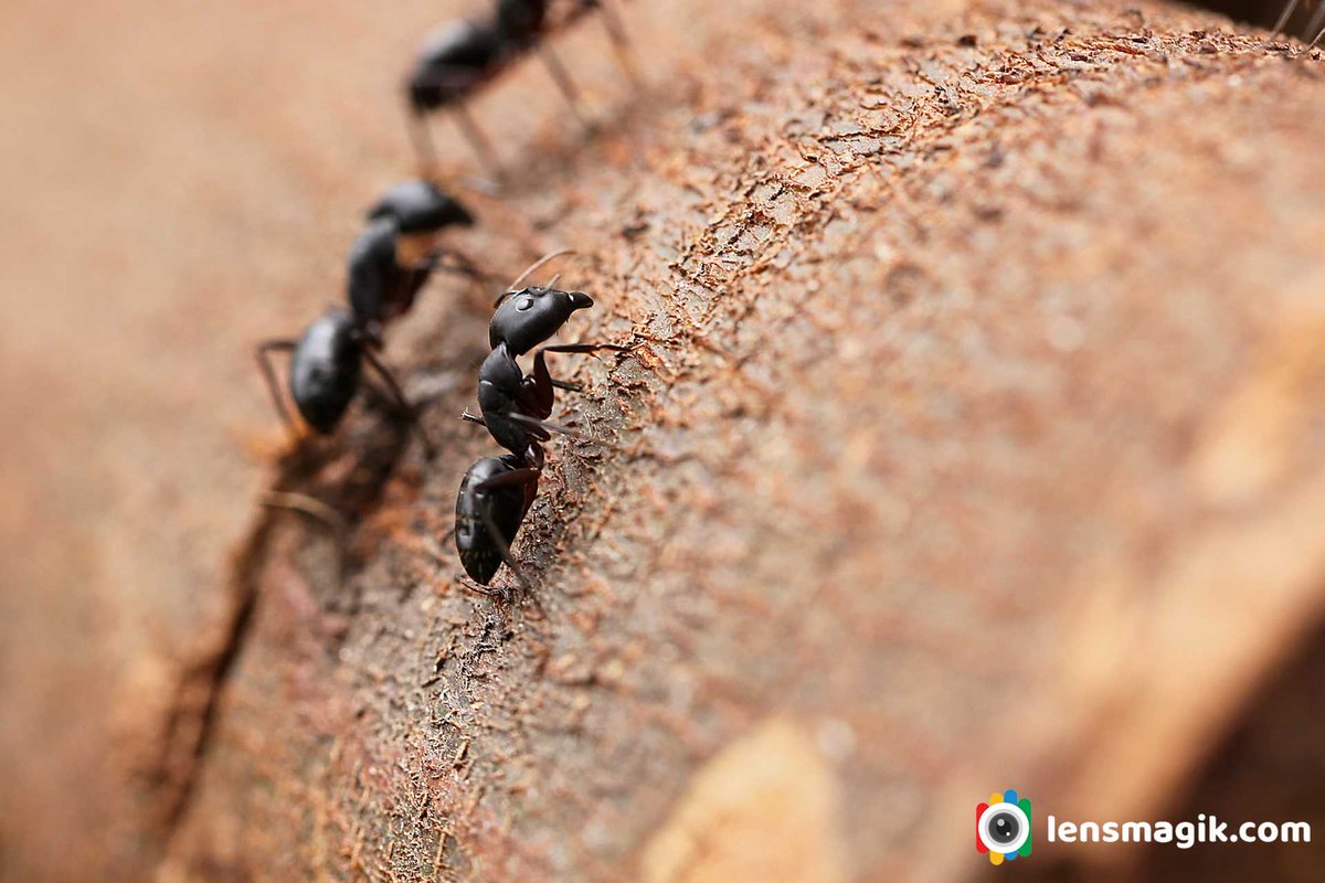 np_photographer's tweet photo. Carpenter Ant https://t.co/iNYdv3dkjs big black Ant #carpenterant #bigblackant #ant #antinsect #insectsofourworld #antmacrophoto #antbite #antrid #insectsmacro #canonmacrophotography #macrophotography #aboutcarpenterant https://t.co/t5Zwc46KFn