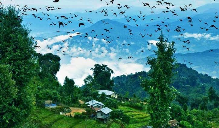 Backpackersofc's tweet photo. Surrounded by dense mixed-wet forest, Latpanchar is a sparsely populated and less trodden forest village of the Dooars region. 

Latpanchar is a mesmerizing mirror of natural beauty covered with deciduous forests and Cinchona Plantation.

(2/n)
#WestBengal #NaturePhotography https://t.co/4WBVQzXgKd