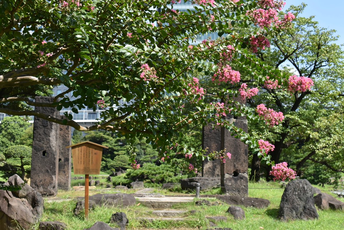 #百日紅 が見頃を迎えております。秋の風に揺られて白とピンクのお花がまぶしいですね。当園のある #港区 も今週はお天気下り坂のようです。秋の晴れ間、#庭園巡り はいかがでしょうか？
#ツイッターで楽しむ庭園 #サルスベリ #秋 #あずまや #石柱 #浜松町駅北口