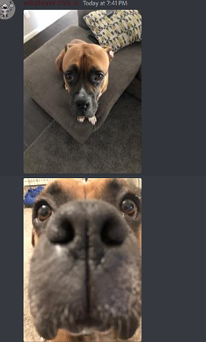wastedcereal's tweet photo. drew santis dog https://t.co/vKE7gso5DC