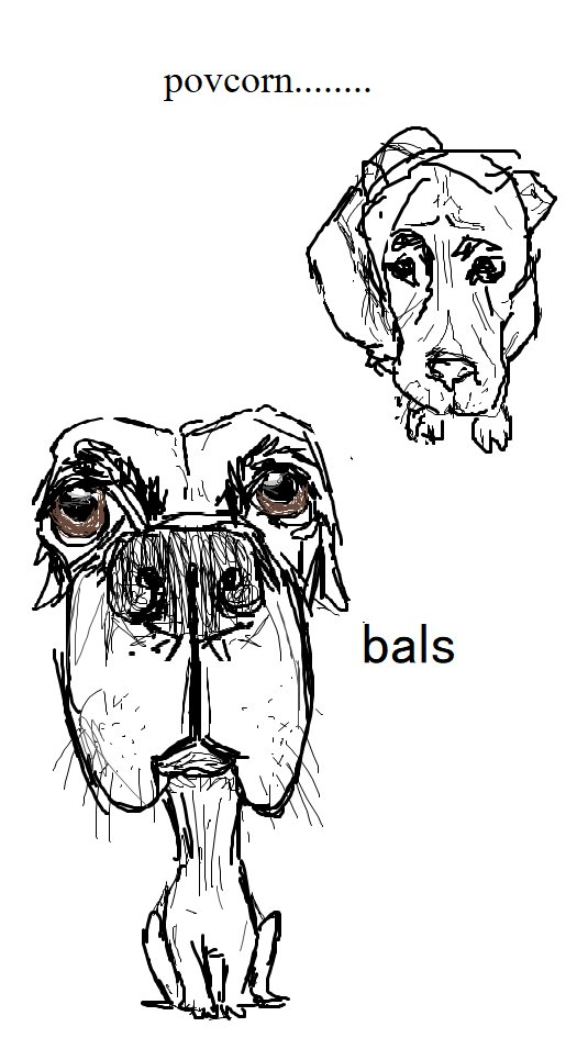 wastedcereal's tweet photo. drew santis dog https://t.co/vKE7gso5DC