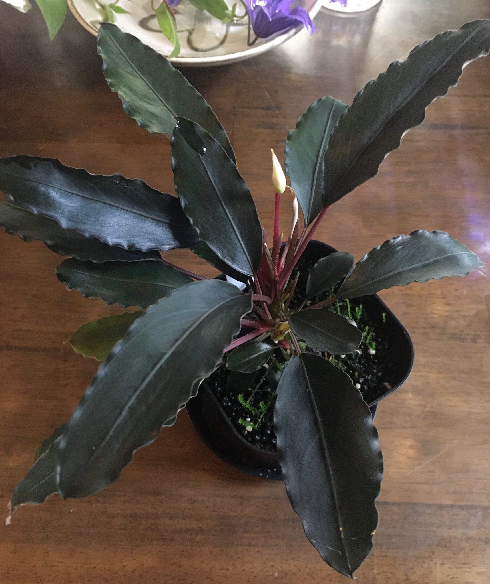 Bucephalandra Twitter Search Twitter