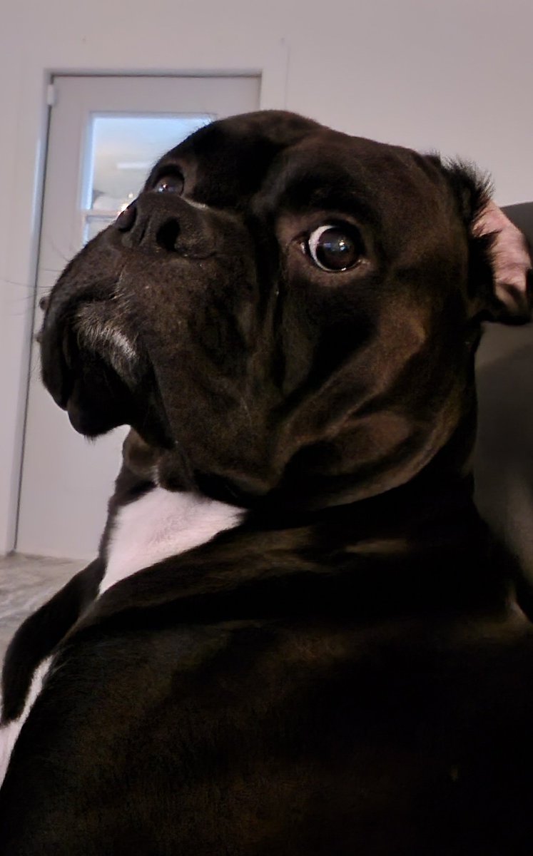 Yep, Still Flippin my Ear #FlipYourEar -Frankie