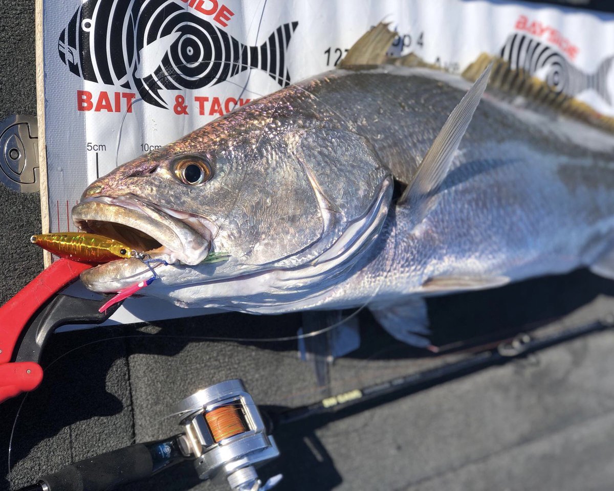 palms_global's tweet photo. Jewie with Slow Blatt S in Australia 🇦🇺
Lure: Slow Blatt S 80g Red n gold color(MG-98)
#palmsfishing #jewfish #jewfishing #jewie #mulloway #mullowayfishing #slowjigging #slowjig #slowpitchjigging #jigging #fishingqld #fishingaustralia #fishingaus #aussiefishing @palms_japan https://t.co/TNSSVUwOsc