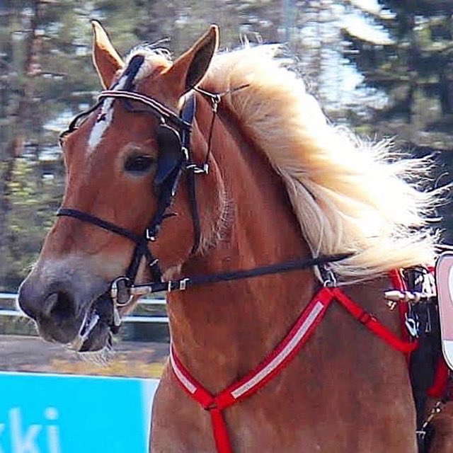 TiinaNaula's tweet photo. Hyvää suomenhevosen päivää - hieno kansallishevosemme on merkkipäivänsä ansainnut! Ottamassani kuvassa on kaksinkertainen ravikuningatar Suven Sametti. 🇫🇮🐴💙 #suomenhevonen #ravit #hevonen #SuvenSametti #kansallishevonen #kansallisaarre https://t.co/CqPZ14bfh0