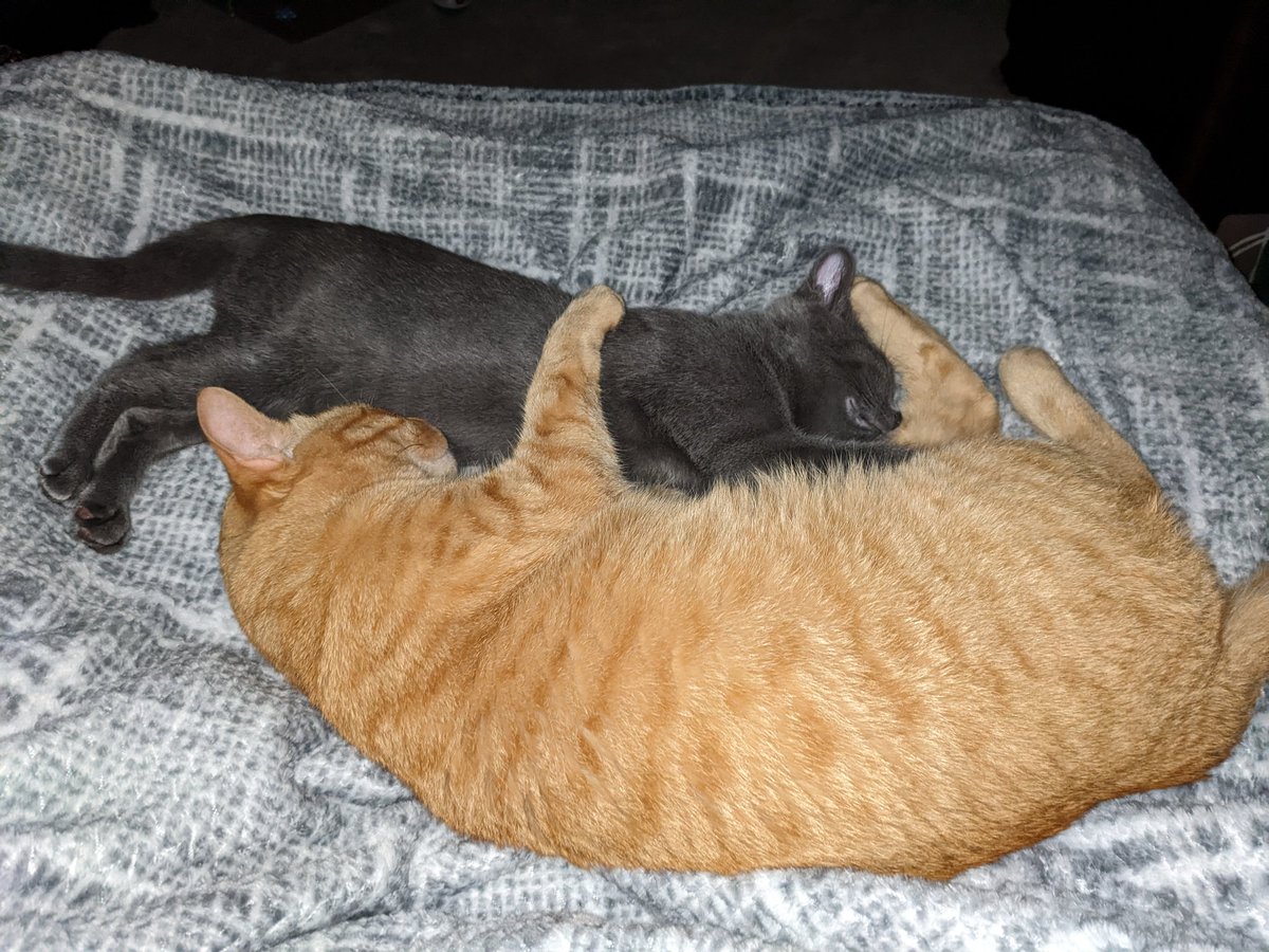 JodesJots's tweet photo. #bedtime no wonder I sleep so poorly. #bedhogs https://t.co/0l0f3PcVju