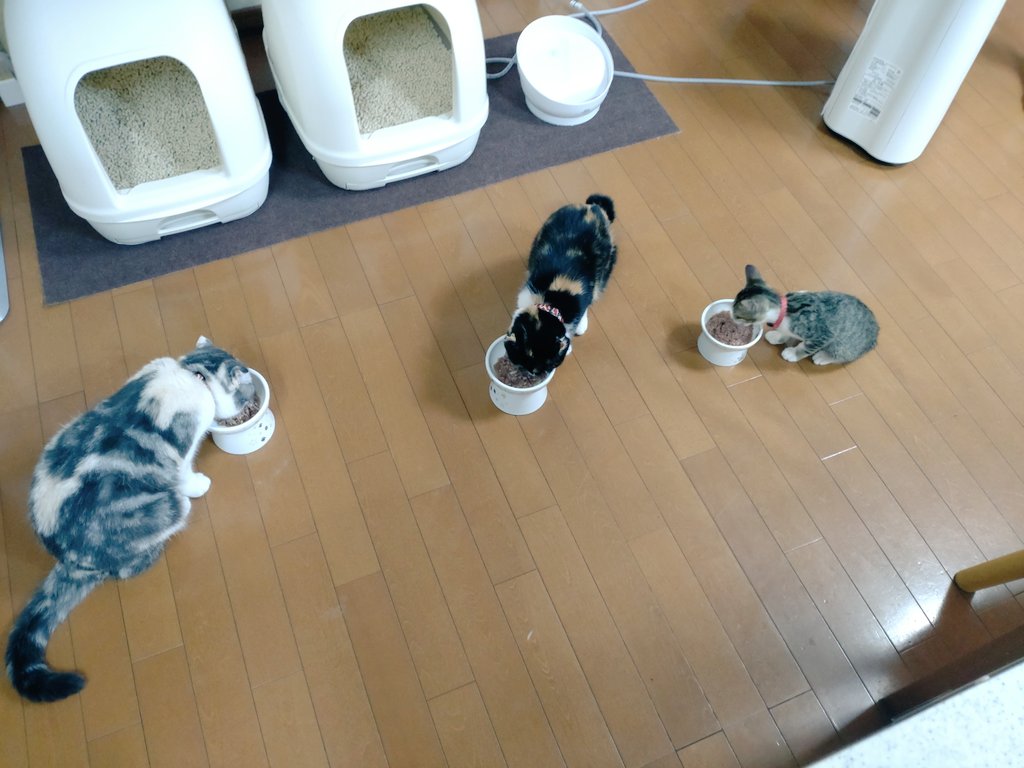 ide34629vv's tweet photo. 色々あって久々に…🙂我が家の娘ちゃん３姉妹になりました✨三女のるぅです😊
#猫のいる暮らし 
#猫好きさんと繋がりたい https://t.co/jnAE8TypKj
