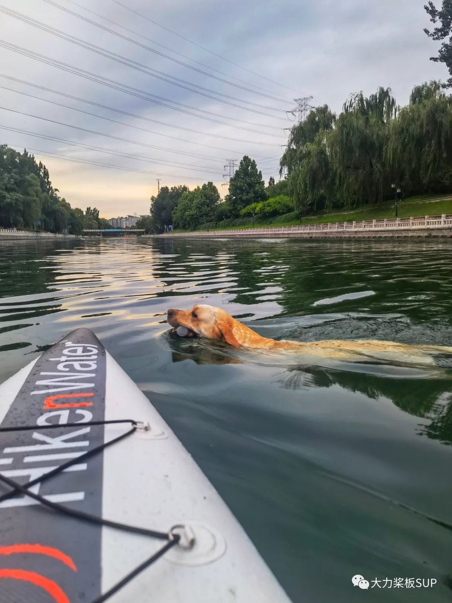 JLaveda's tweet photo. Hikenwater racing sup paddle board
Board customization accepted!

#isupboard #PaddlePaddle #supboard #sup #raceboard #surfing https://t.co/ixjgXjLoN5