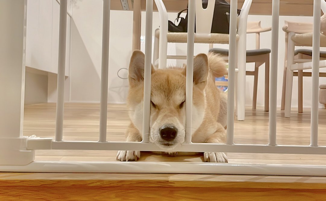 柴犬りんご郎 Ringoro119 Twitter