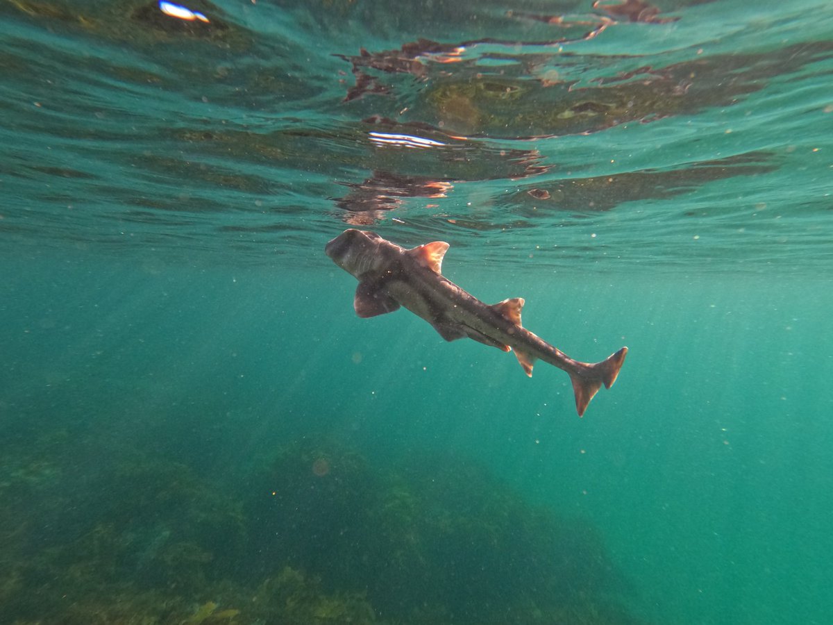 madbaker1313's tweet photo. @Sean4Sea said no marine biology tutorial today, so my peers and I did what any marine student would on a sunny day🤿! Met a beautiful Port Jackson Shark (Heterodontus portusjacksoni). My first shark! #snorkelling #portjackson #shark https://t.co/w3asI8glnl