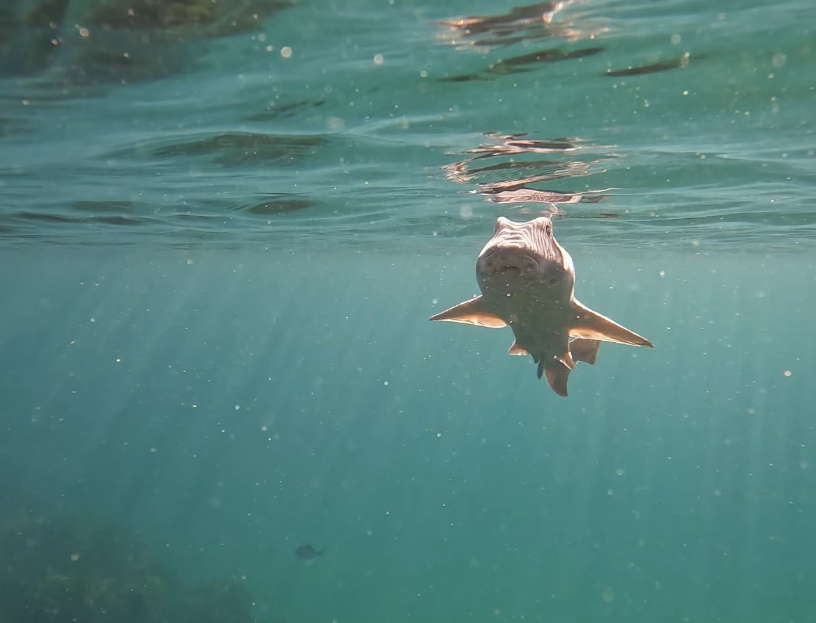madbaker1313's tweet photo. @Sean4Sea said no marine biology tutorial today, so my peers and I did what any marine student would on a sunny day🤿! Met a beautiful Port Jackson Shark (Heterodontus portusjacksoni). My first shark! #snorkelling #portjackson #shark https://t.co/w3asI8glnl