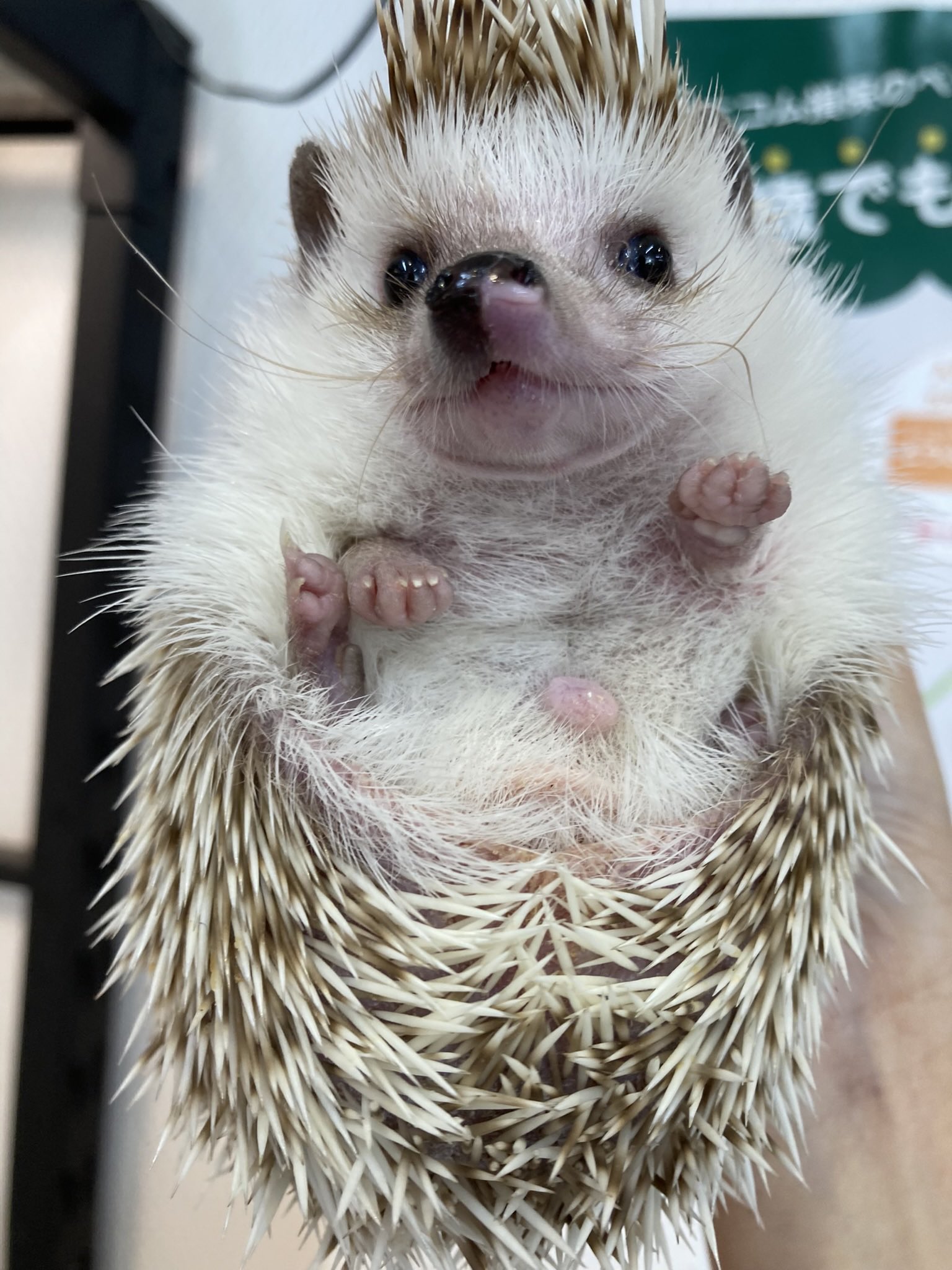 なんばパークス前店 小動物カフェロックスター Smallanimal Rs2 Twitter