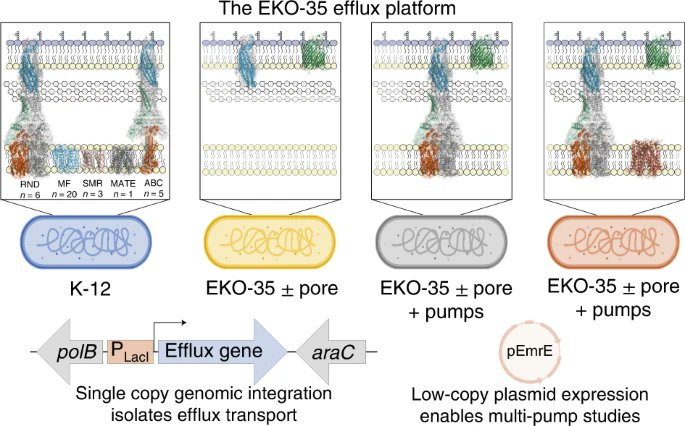 Nature Chemical Biology (@nchembio) on Twitter photo A new paper from <a href="/GeoCox44/">Cox Lab UoG</a>, <a href="/laurakthompson/">Laura Thompson</a> and <a href="/tanishatamara12/">Tanisha Teelucksingh</a> developed a tool kit to study bacterial efflux pumps and the movement of compounds across the cell envelope to profile efflux pump inhibitors and substrate specificities. Free to read link at rdcu.be/cU1SO A new paper from <a href="/GeoCox44/">Cox Lab UoG</a>, <a href="/laurakthompson/">Laura Thompson</a> and <a href="/tanishatamara12/">Tanisha Teelucksingh</a> developed a tool kit to study bacterial efflux pumps and the movement of compounds across the cell envelope to profile efflux pump inhibitors and substrate specificities. Free to read link at rdcu.be/cU1SO
