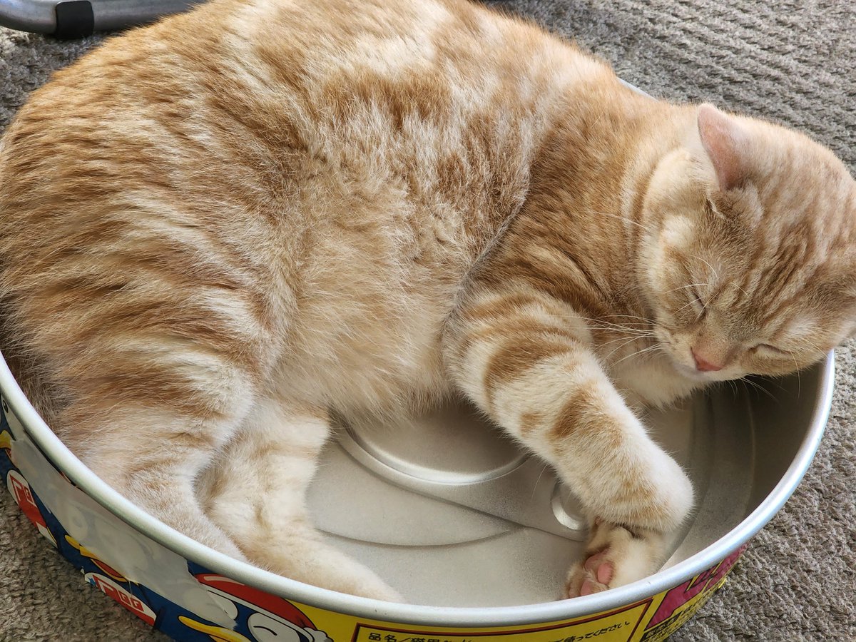 karinsaman's tweet photo. 猫缶の似合う男になりました(●´ε｀●) https://t.co/qDE6lJ7fZa