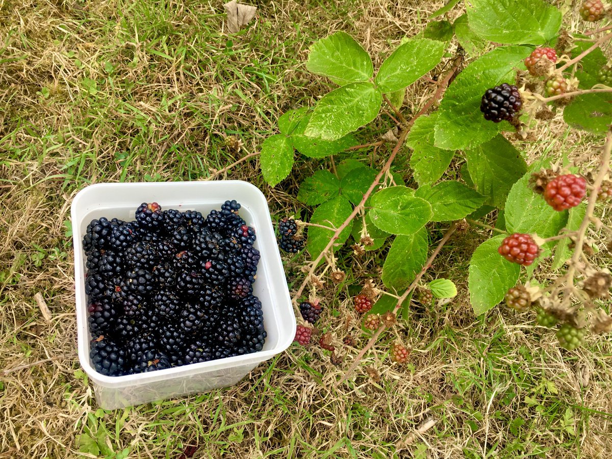 It’s the season!

#Oxford #plantbased #vegan #blackberries