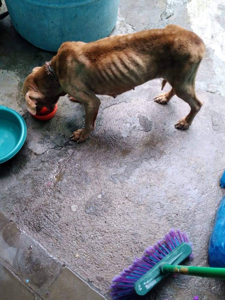 fundacionhuelli's tweet photo. ENCONTRADA Y PARECE LA TENÍAN SOLO AMARRADA, BUSCA UN HOGAR!
Perrita pitbull súper desnutrida, encontrada basureando, se busca un hogar para ella, si desea darle hogar, comuníquese al 7023-5047 por WhatsApp y llamadas al  6448-4958, ayúdenos COMPARTIENDO! https://t.co/iFfe7XUi9S