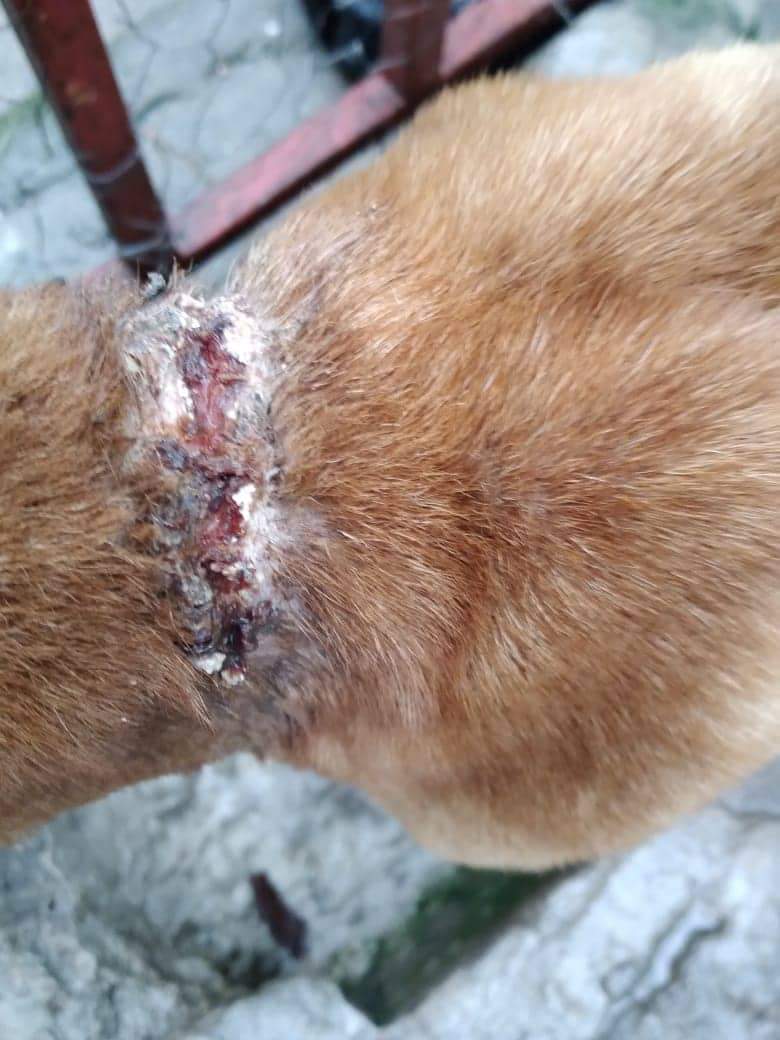 fundacionhuelli's tweet photo. ENCONTRADA Y PARECE LA TENÍAN SOLO AMARRADA, BUSCA UN HOGAR!
Perrita pitbull súper desnutrida, encontrada basureando, se busca un hogar para ella, si desea darle hogar, comuníquese al 7023-5047 por WhatsApp y llamadas al  6448-4958, ayúdenos COMPARTIENDO! https://t.co/iFfe7XUi9S