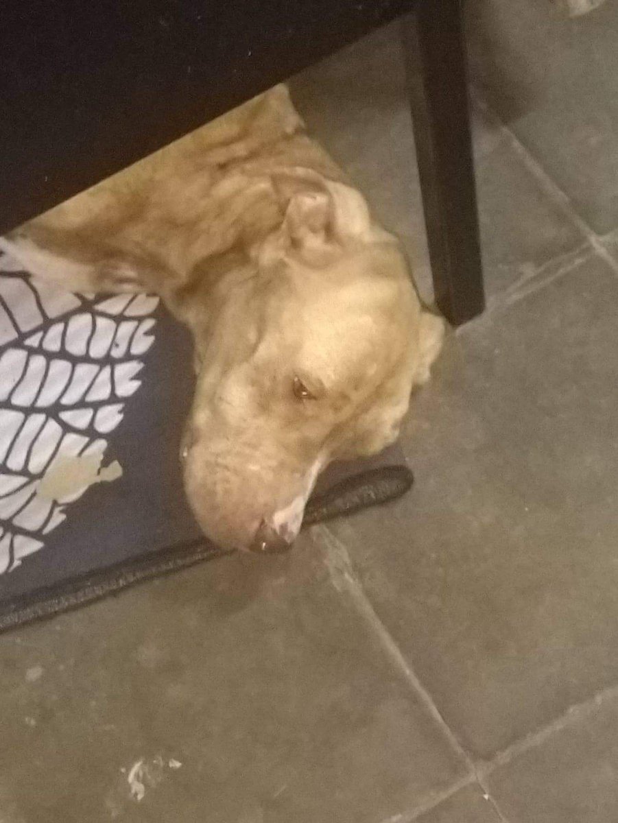 fundacionhuelli's tweet photo. ENCONTRADA Y PARECE LA TENÍAN SOLO AMARRADA, BUSCA UN HOGAR!
Perrita pitbull súper desnutrida, encontrada basureando, se busca un hogar para ella, si desea darle hogar, comuníquese al 7023-5047 por WhatsApp y llamadas al  6448-4958, ayúdenos COMPARTIENDO! https://t.co/iFfe7XUi9S