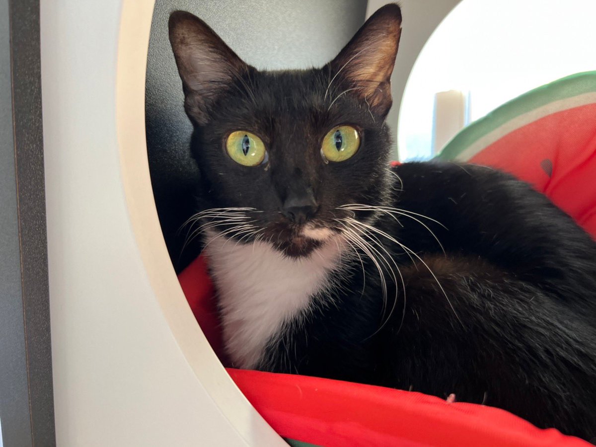 nekoken_nerima's tweet photo. sippo（朝日新聞社）様主催の譲渡会にねこけんも参加させていただきます！

ねこけんの参加日程
9/10（土）14:30~16:30
シェルターや預かり宅より多数の猫ちゃんが参加予定です。
ご来場お待ちしてます♪

イベント情報⬇️⬇️⬇️
https://t.co/JxpGdDJM8w

参加猫情報⬇️⬇️⬇️
https://t.co/w9ubUZyGp9 https://t.co/WgkGthjAnR