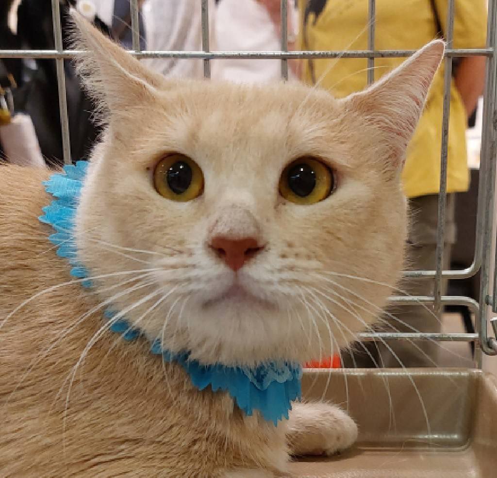 nekoken_nerima's tweet photo. sippo（朝日新聞社）様主催の譲渡会にねこけんも参加させていただきます！

ねこけんの参加日程
9/10（土）14:30~16:30
シェルターや預かり宅より多数の猫ちゃんが参加予定です。
ご来場お待ちしてます♪

イベント情報⬇️⬇️⬇️
https://t.co/JxpGdDJM8w

参加猫情報⬇️⬇️⬇️
https://t.co/w9ubUZyGp9 https://t.co/WgkGthjAnR