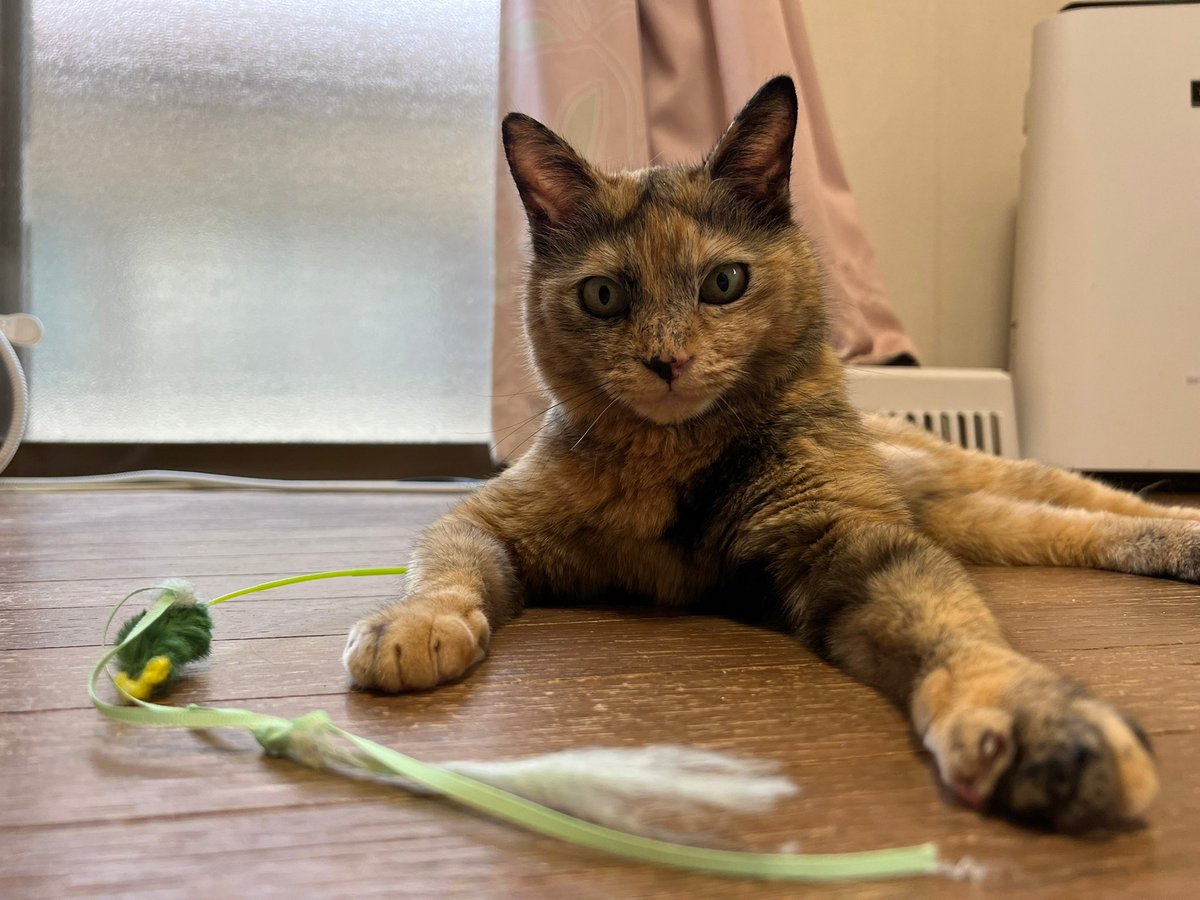 nekoken_nerima's tweet photo. sippo（朝日新聞社）様主催の譲渡会にねこけんも参加させていただきます！

ねこけんの参加日程
9/10（土）14:30~16:30
シェルターや預かり宅より多数の猫ちゃんが参加予定です。
ご来場お待ちしてます♪

イベント情報⬇️⬇️⬇️
https://t.co/JxpGdDJM8w

参加猫情報⬇️⬇️⬇️
https://t.co/w9ubUZyGp9 https://t.co/WgkGthjAnR