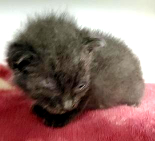 DubJH1009's tweet photo. https://t.co/1Li5rzJnsg #WILLBEMURDERED #MUSTBESAVEDNOW #DOSOMETHINGASAP #MUSTGETHELP #EMERGENCY #SOS #HELPALLIMMEDIATELY #MAYDAY #REDALERT #URGENT #SOS #CRITICAL #DESPERATE #nyc #cats #kitten https://t.co/0m3hy0HyOv