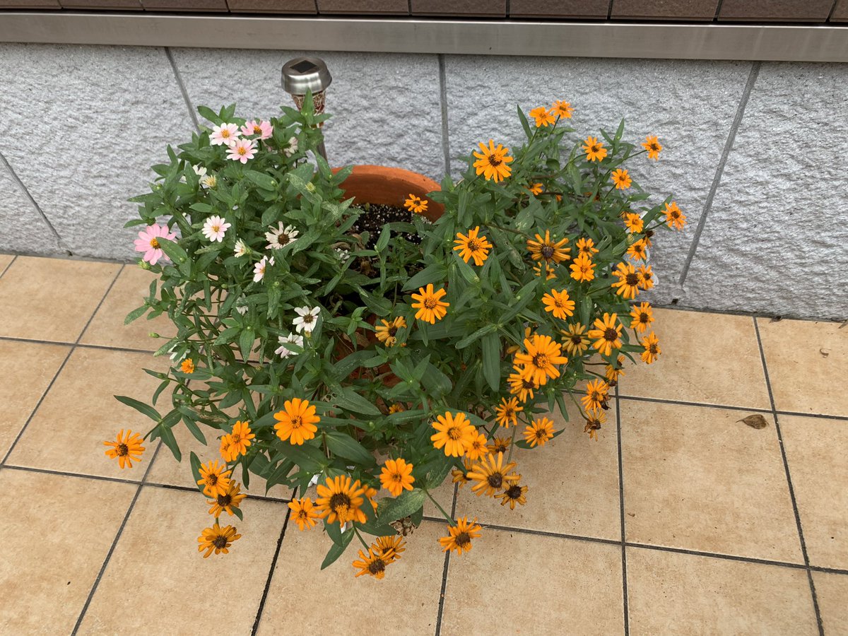drumsyuu's tweet photo. この前の強い雨風でだいぶ花の高さが低くなってしまいましたが、今回の台風でまたどうなるか心配です🌼 https://t.co/FBPdrzn7LS