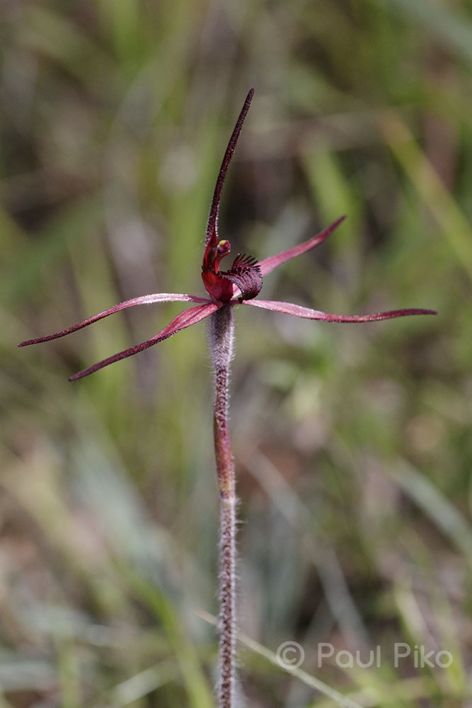 ANOSVictoria's tweet photo. This month:

Main meeting (past): Talk - Kangaroo Island

Native Orchid Show 24-25 September

Four search days for endangered orchids in central/western Vic

Visit orchids around Maldon

Orchid working bees west of Melbourne

Cultivation-Propagation Group 
Epiphyte Study Group https://t.co/FLyi0zLtYP