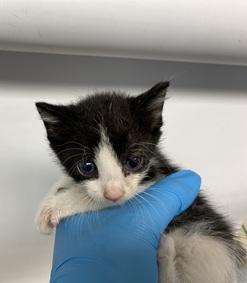 DubJH1009's tweet photo. #WILLBEMURDERED #MUSTBESAVEDNOW #DOSOMETHINGASAP #MUSTGETHELP #EMERGENCY #SOS #HELPIMMEDIATELY #MAYDAY #REDALERT #URGENT #SOS #CRITICAL #DESPERATE #nyc #cats #kitten https://t.co/KeaqF6aBab