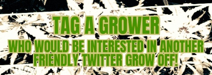 officialGCS1's tweet photo. The #GorillaCookieShowdown is a little past the half-way point!

Are there any Growers that would like to participate in the next potential #Showdown?

I'm hoping If we ask nicely, @Fast_Buds will Sponsor another with their amazing genetics!

#Mmemberville #CannabisCommunity https://t.co/pGn71UTqSK