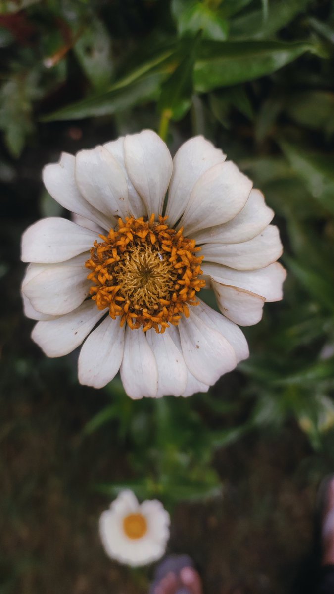 DroraAmish's tweet photo. #flowers #flowersmakemehappy #flowersturk #flowersphotography #flowerstarz #flowerstyle #flowerslover #flowerstattoo #flowerseverywhere #flowershow #flowershot #flowersinstagram #flowersbouquet #flowerschool #flowersgram #flowersbox #flowersofig #flowerstyles #flowerslove#flower https://t.co/bjkMntpebo
