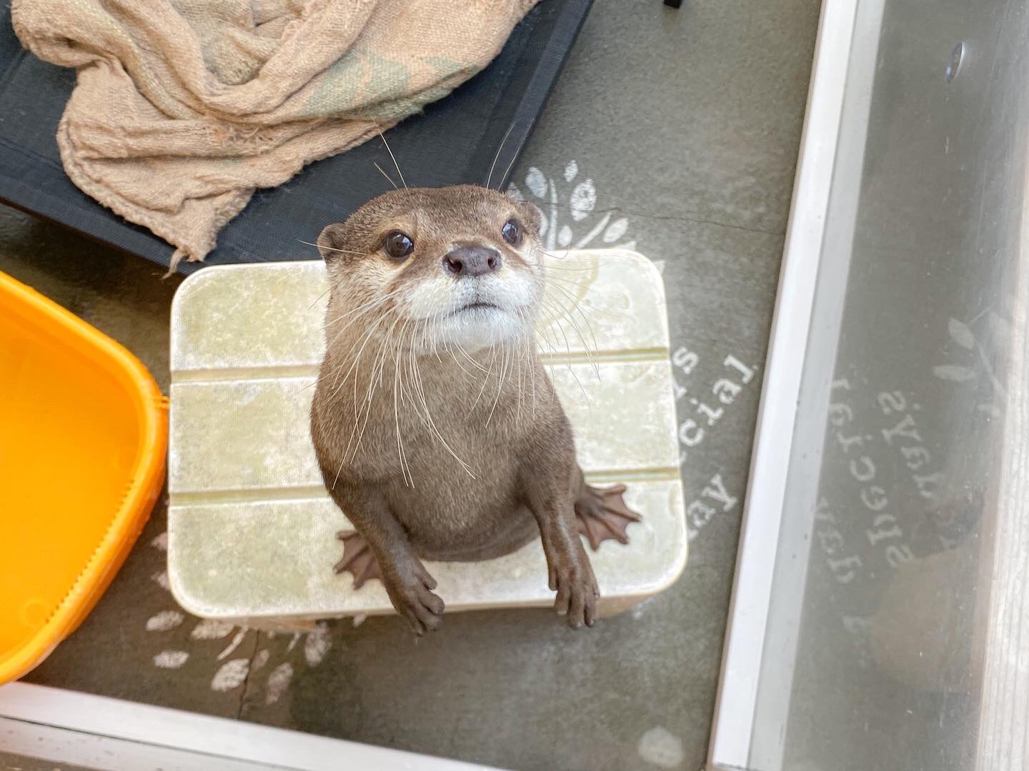 カワウソカフェ Harry原宿テラス店 Zoocafe Harry Twitter