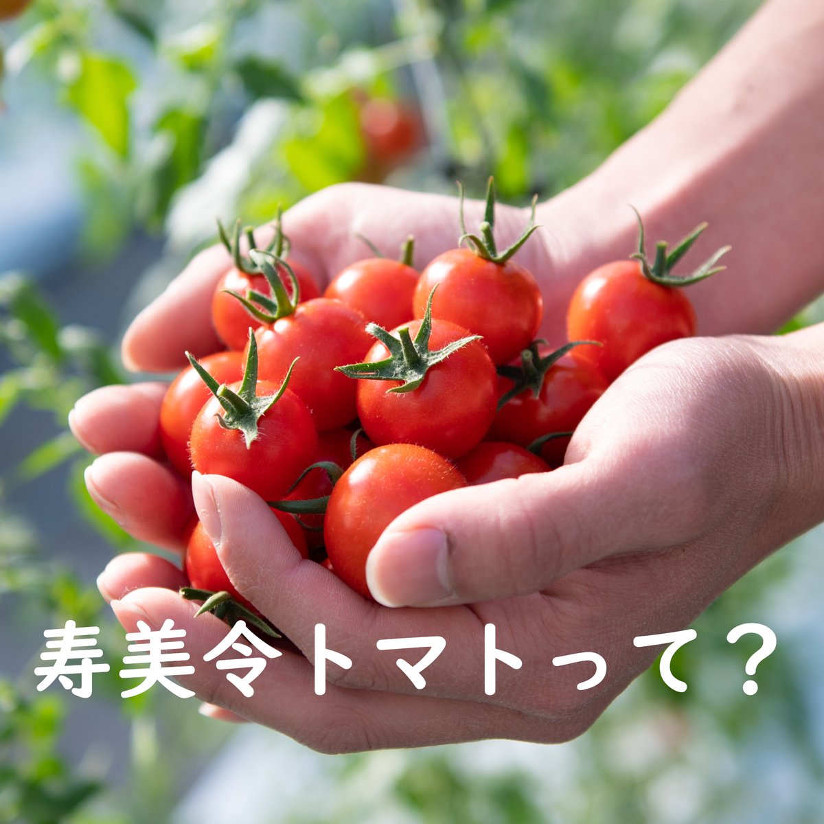 あけぼのファーム (@akebono_farm) / Posts / X