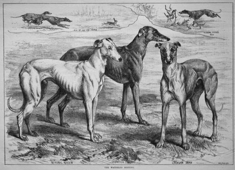 TheDogsSA's tweet photo. The History of the Greyhound:
Then to Now.
These days, greyhounds are synonymous with super speed and athleticism - but this isn’t where the breed began, and the history might surprise you!
Read More: https://t.co/XJ1LSdAz2o
#gapsa #greyhounds #gapsouthaus #weloveourdogs https://t.co/0K19JFAgLC