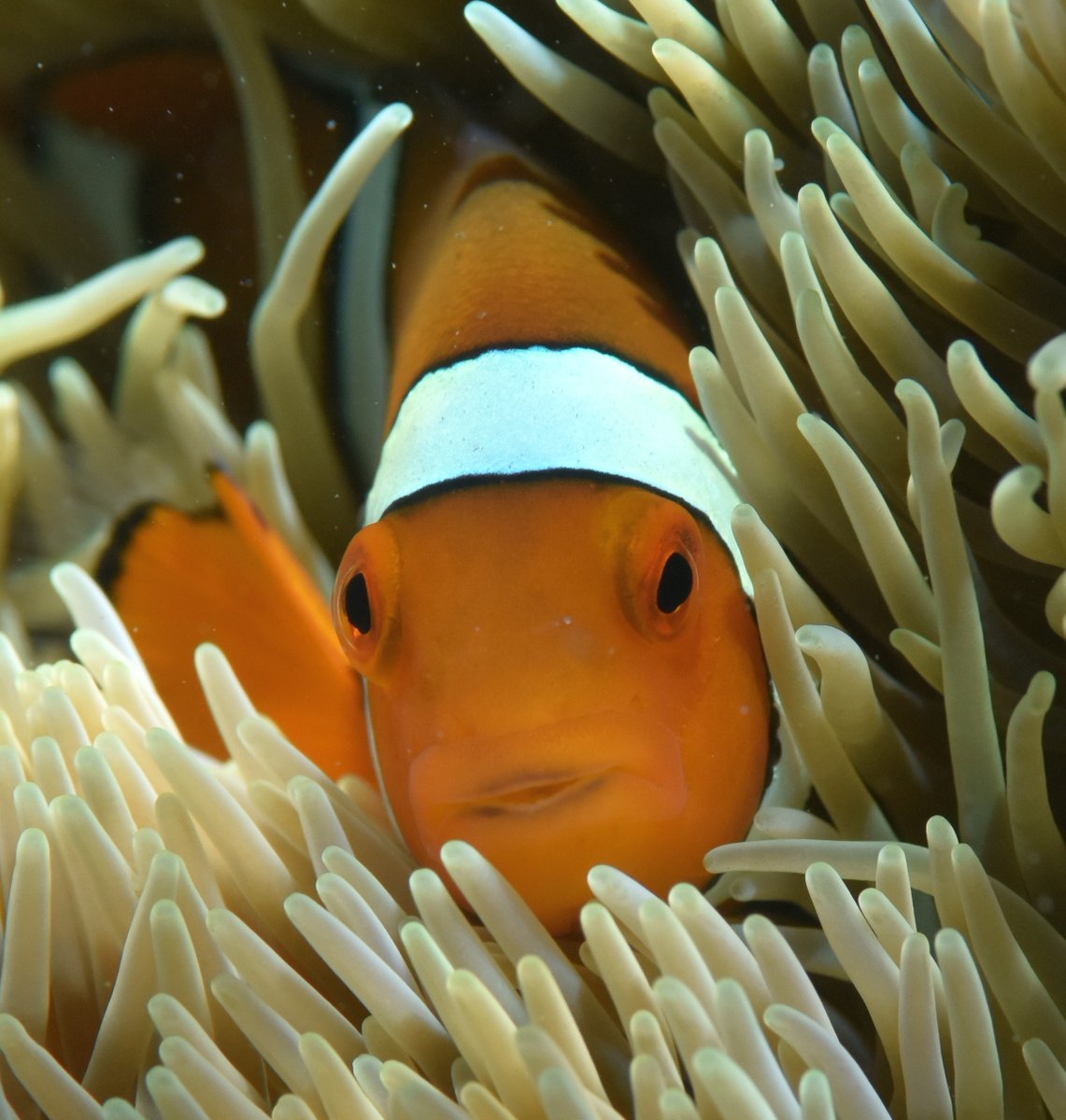 The Hotel Nemo project is a research group investigating habitat restoration for clownfish. We are based at the University of Queensland in the Visual Ecology Lab and Sensory Neurobiology lab. Follow our page to keep up to date on our journey!

📷: Prof. Justin Marshall <a href="/UQ_News/">UQ News</a>