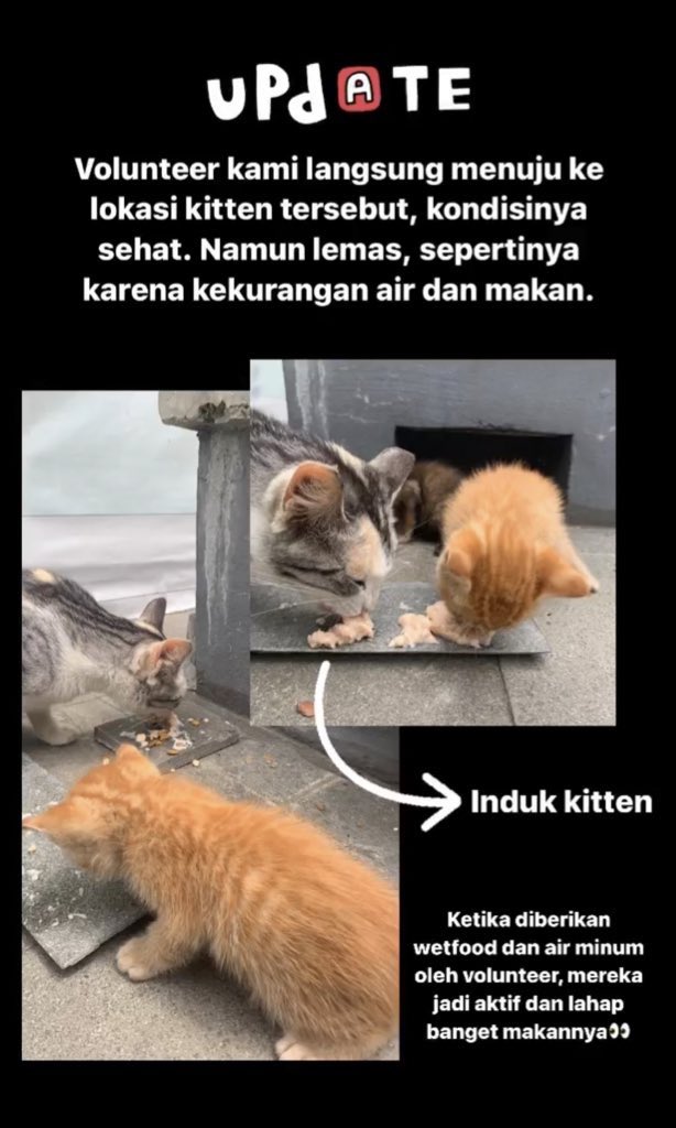 maternoctis's tweet photo. Laporan pagi dari catizen, 2 kucing mungil di depan perpustakaan ITBππ»πΎ
Selasa, 6 September 2022
#KucingITB #ITBStreetfeeding https://t.co/2ZYt9Rt6uH