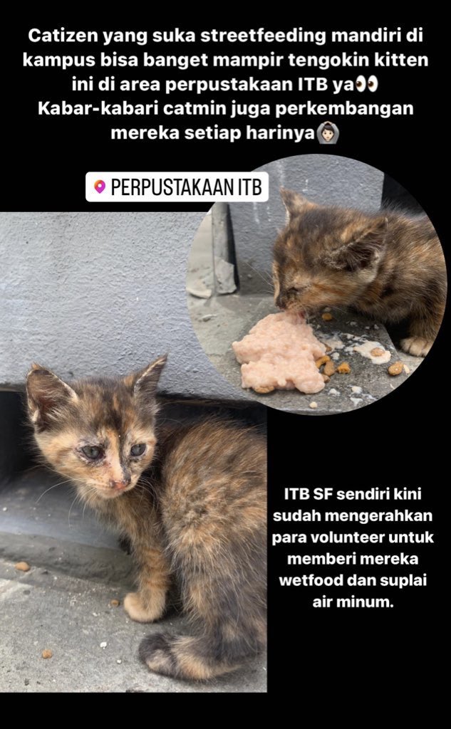 maternoctis's tweet photo. Laporan pagi dari catizen, 2 kucing mungil di depan perpustakaan ITBππ»πΎ
Selasa, 6 September 2022
#KucingITB #ITBStreetfeeding https://t.co/2ZYt9Rt6uH