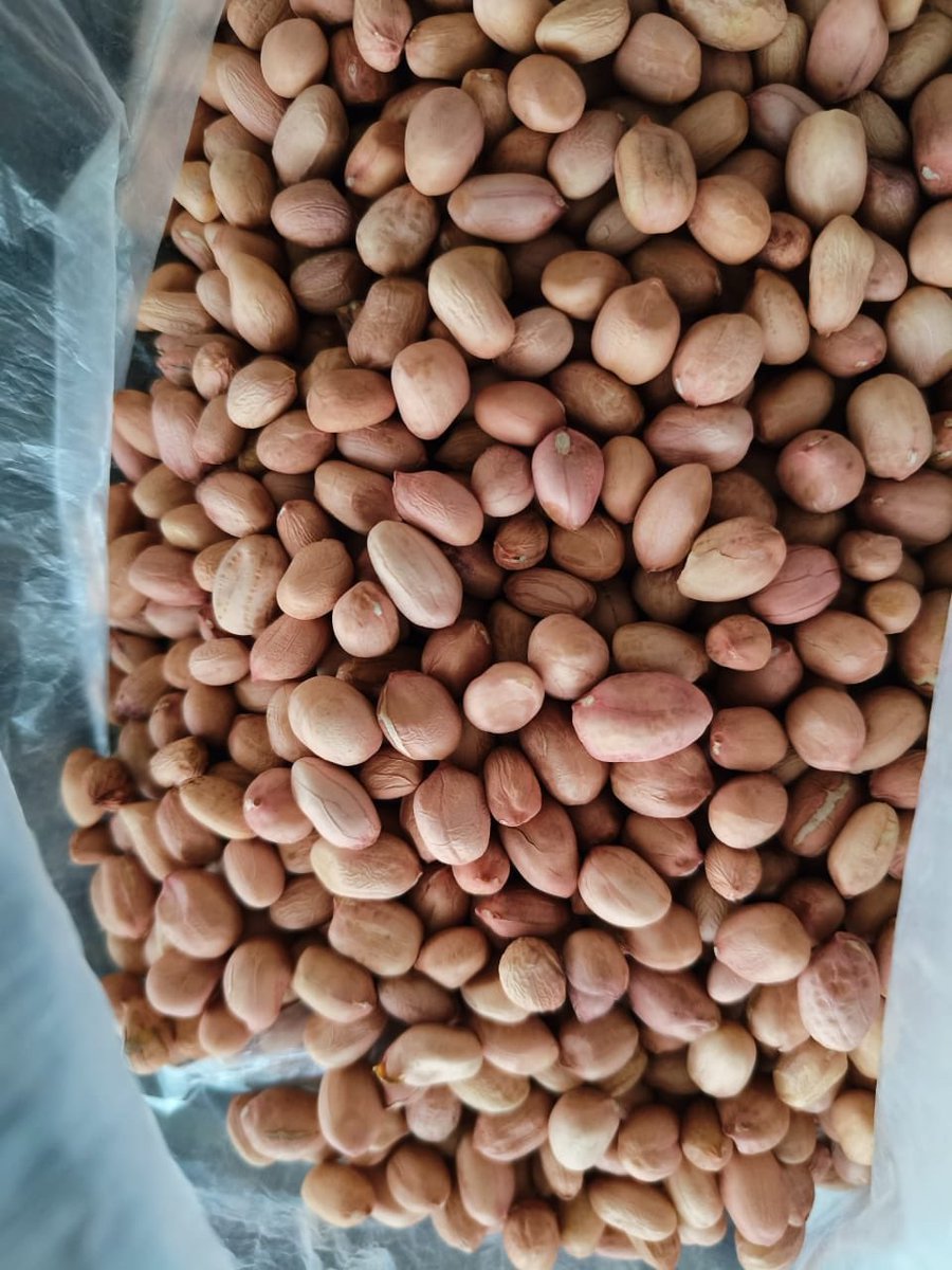 Neharukher's tweet photo. Indian peanut. Bulk Supply, contact us for the inquiry. https://t.co/z02jfzBuqP