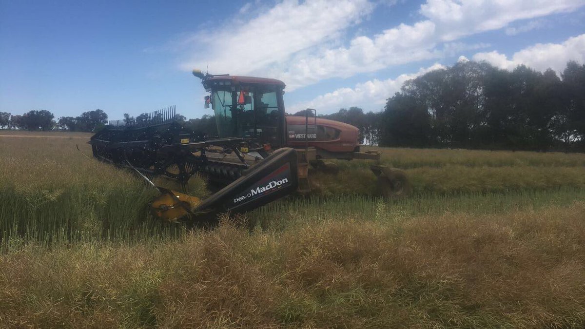 Gday all, have a couple windrowers heading upto goolgowi Griffith, lake cargellico way have some room for some more bookings. Have got a 1x 30ft windrower and 1x 40ft windrower to keep busy. More than welcome to give me a call to see if I’ll suit your program