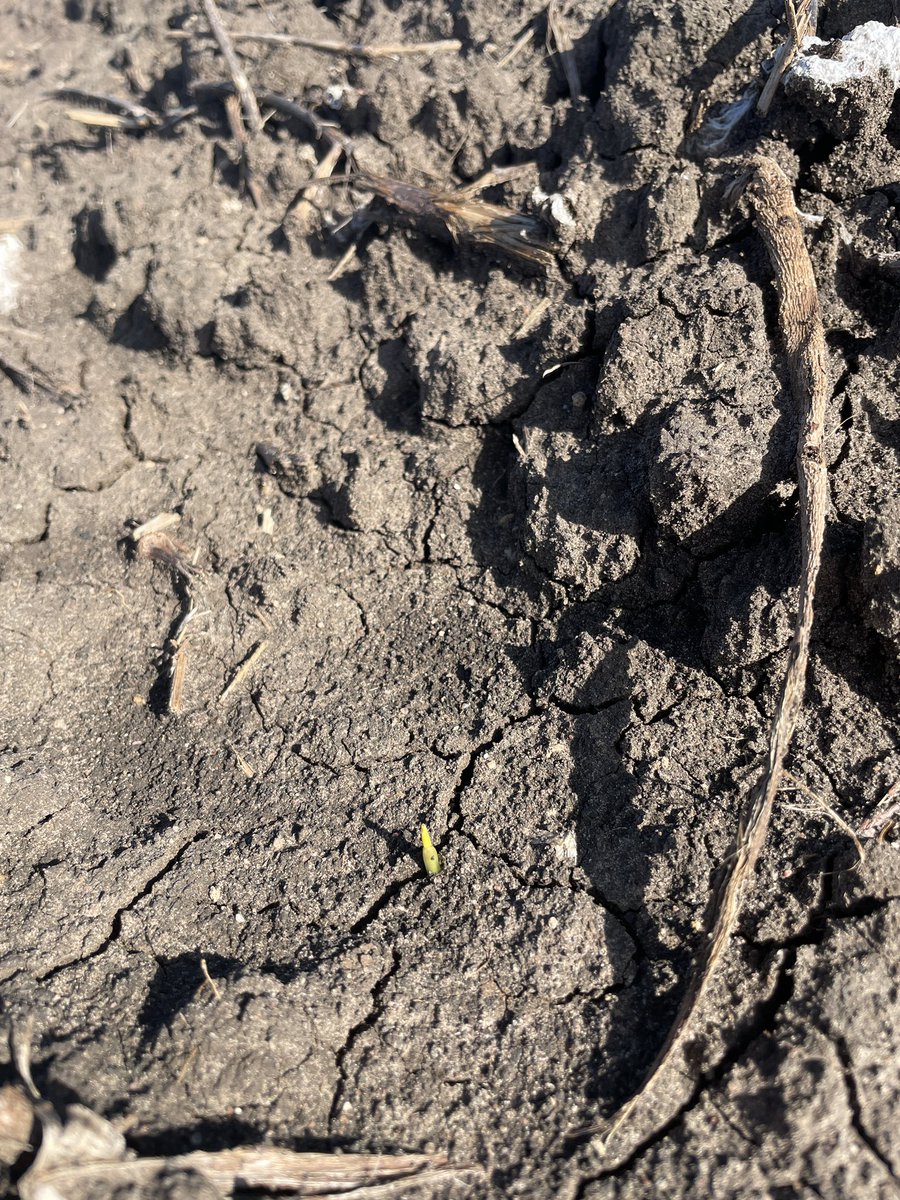 thriftbe's tweet photo. And summer begins Corn 🌽 at Nth Star NSW P1837 beginning to emerge well under the cool &amp; wet conditions @pioneerseedsau https://t.co/UHIoVBSRff