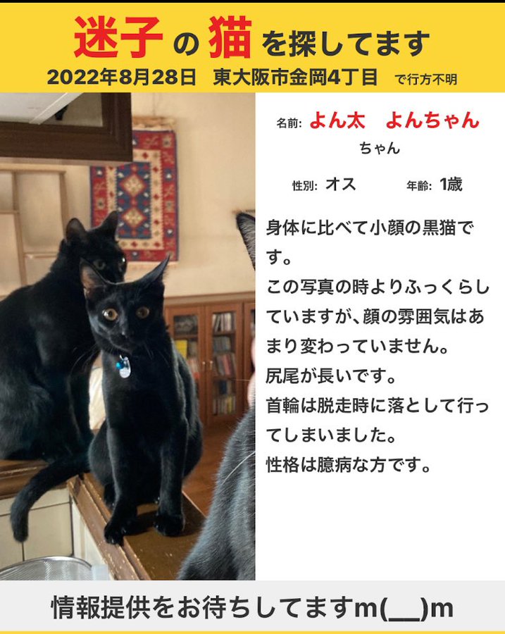 Happy Tabby Room ハッピータビールーム 大阪にある猫カフェ 子猫のへや