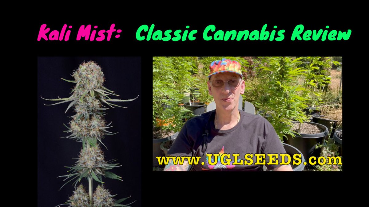 UptownGrowLab's tweet photo. BOGO sale on at https://t.co/lun5EruNbq Check the #kalimist from #seriousseeds strain review https://t.co/4CamDwxyLg https://t.co/c0IPGAnUBF