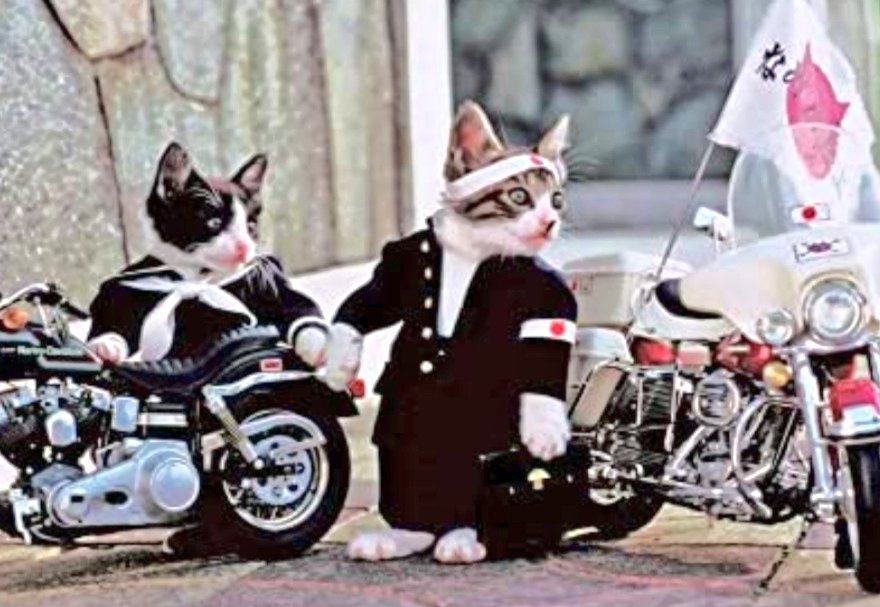 668.なめ猫 1979年に登場した猫のキャラクター企画で正式名称は全日本
