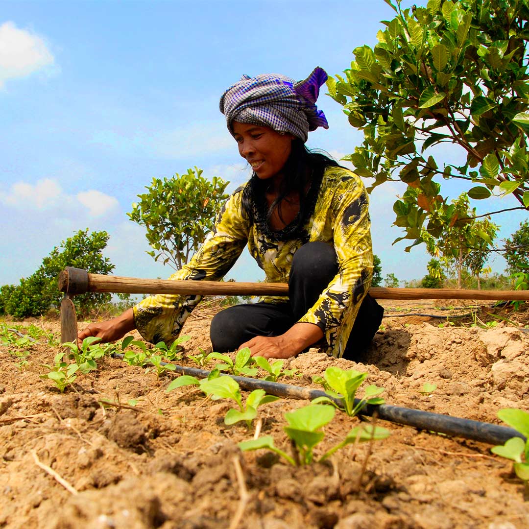 dr_suwanna's tweet photo. At Wildlife Alliance, we protect forests - and grow them too! Over 100 indigenous tree seeds have been collected, inventoried and cultivated into trees to fill gaps in forest cover.
.
.
.
#afforestation #protect #rainforest #forest #forestsforlife #protectourforests #cardamoms https://t.co/rWeOgPiOiY