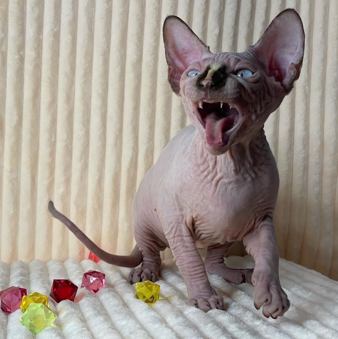 MinkSphynx's tweet photo. Sea food for lunch !?!?!?
#sphynxlunch #hungrysphynx #uniquebreed #sphynxoftwitter https://t.co/BlQGsqBPDR