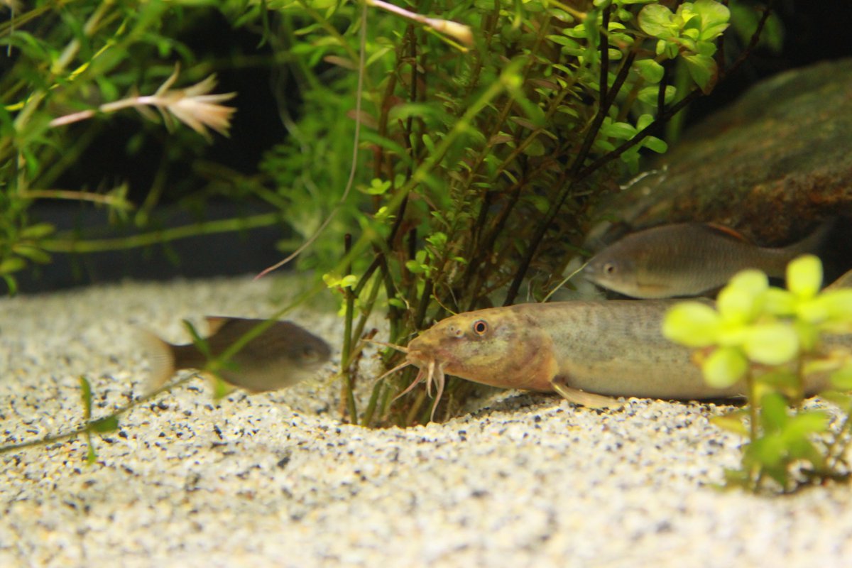 تويتر カラドジョウ البحث في تويتر