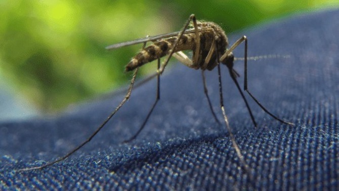 Troben mosquits tigre resistents a insecticides, un "toc d'atenció" segons els experts
bit.ly/3ANSqA5